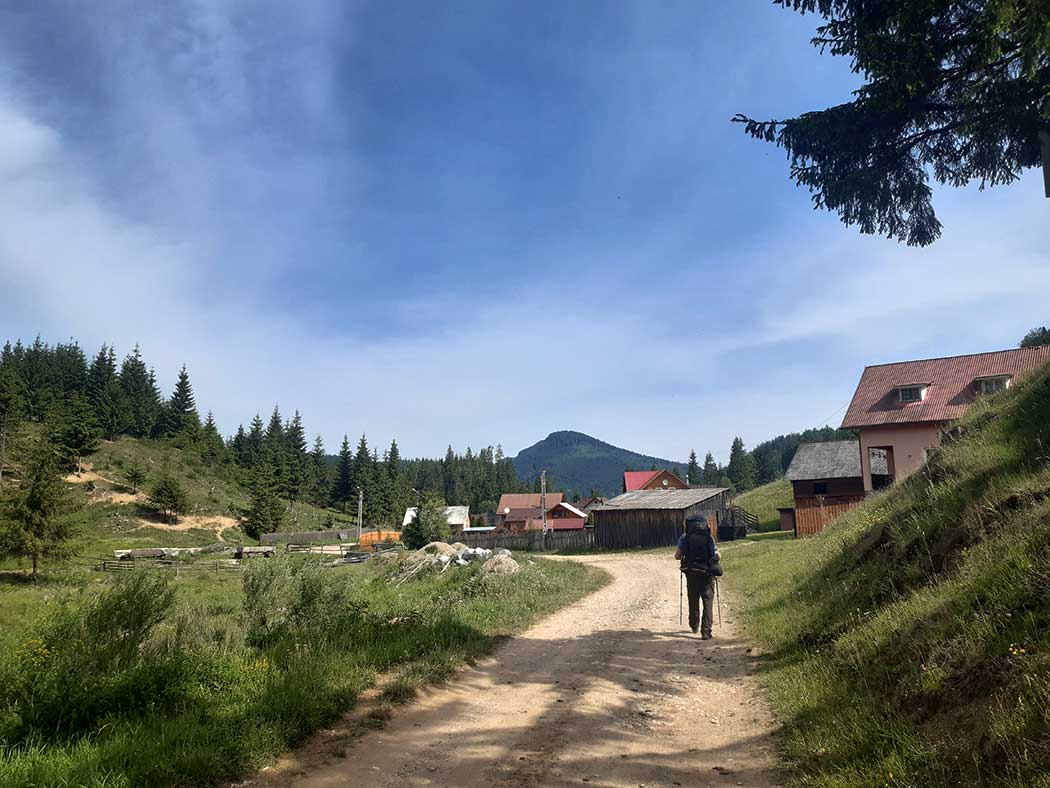 Wanderer auf Forstweg