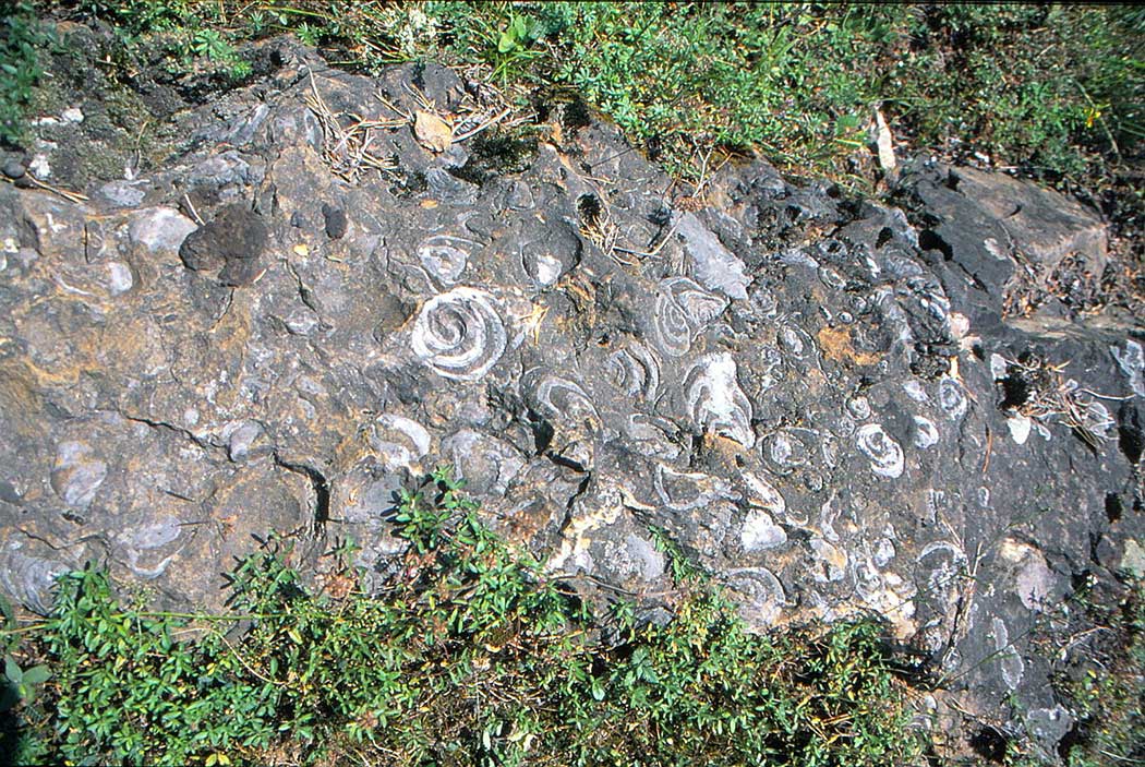 versteinerte Muscheln und Schnecken in einem Felsen
