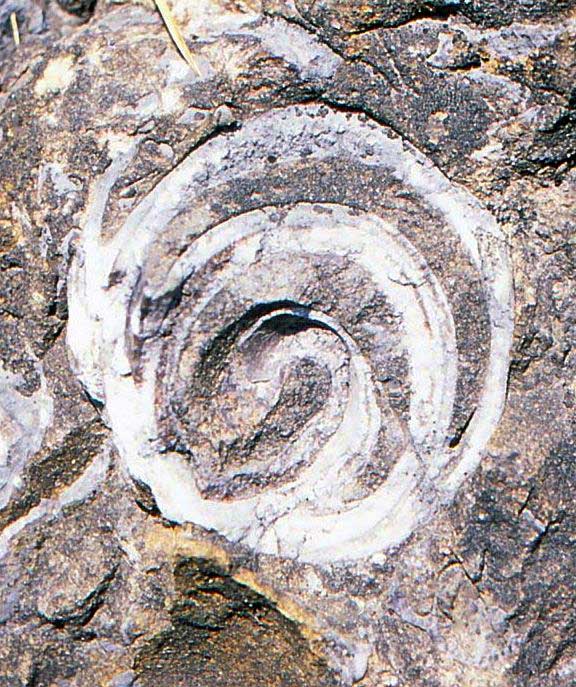 versteinerte Muscheln und Schnecken in einem Felsen