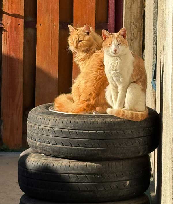 alte Holzwaschmaschine