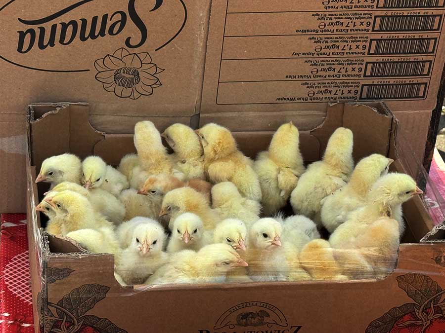 Frau trägt ein Metallgitter